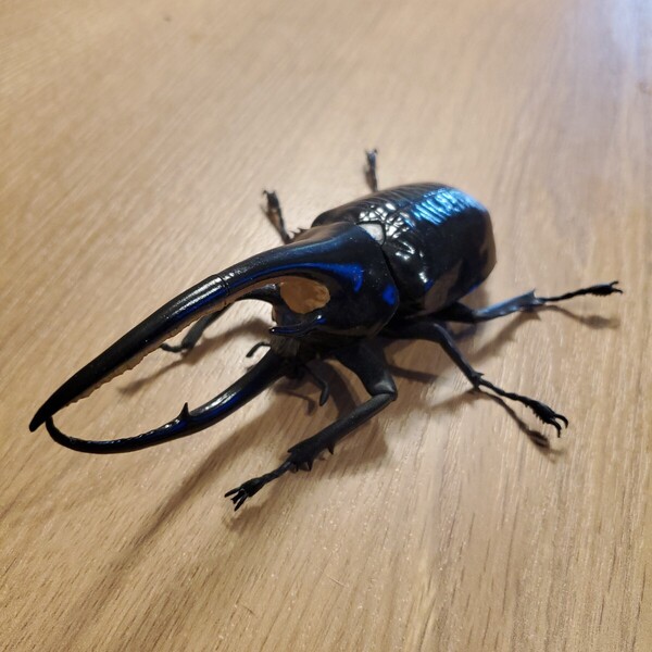 いきもの大図鑑 かぶとむし08 ガチャ カブトムシ