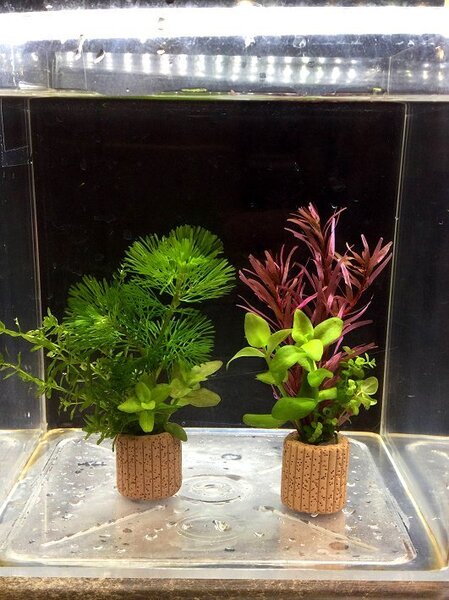 ☆置くだけ簡単レイアウト! 水草3種植え 2個セット 吸着系多孔質ろ材ライフマルチ付き ④