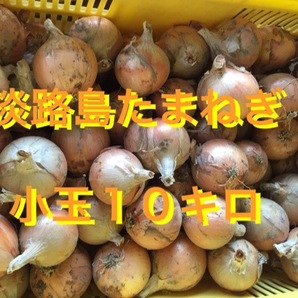 【10キロ】淡路島たまねぎ 小玉 ターザン