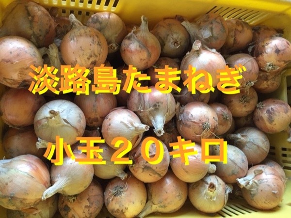 【20キロ】淡路島たまねぎ 小玉 ターザン