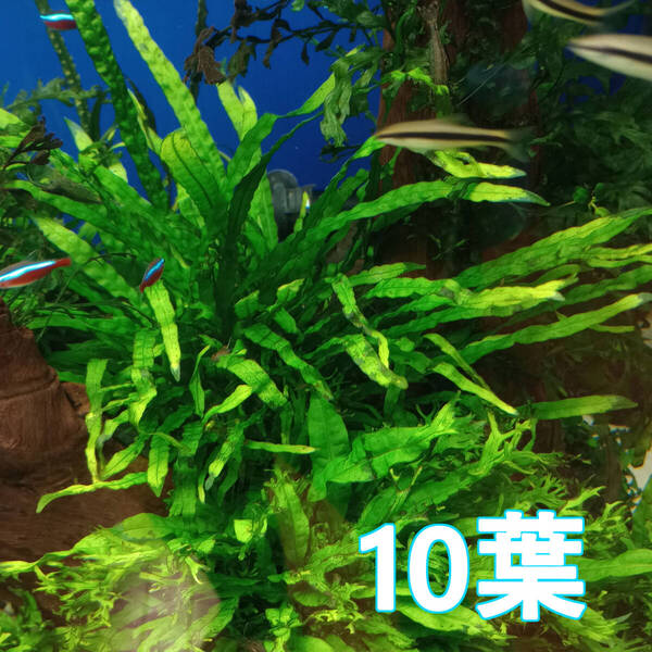 (水草)ミクロソリウム ナロー 10葉 水中葉 活着草 陰性水草 放置管理に最適