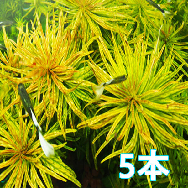 (水草)ルドウィジア・インクリナータ・キューバ産 5本(水上葉)黄色~橙の美麗有茎草