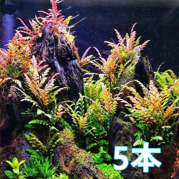 (水草)ハイグロフィラピンナティフィダ 5本 水上葉 岩や流木に活着する水草。