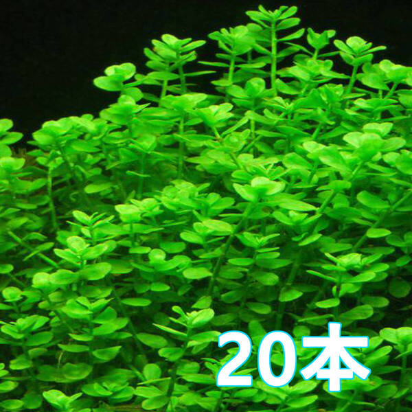 初心者歓迎!(水草)バコパ モンニエリ 20本 水上葉 育てやすい定番種 無農薬