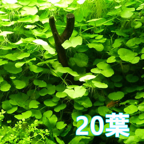 【22日より発送予定】(水草)20葉 アマゾンチドメグサ 水上葉 レイアウト映え◎ 丈夫で環境適応力バツグン!