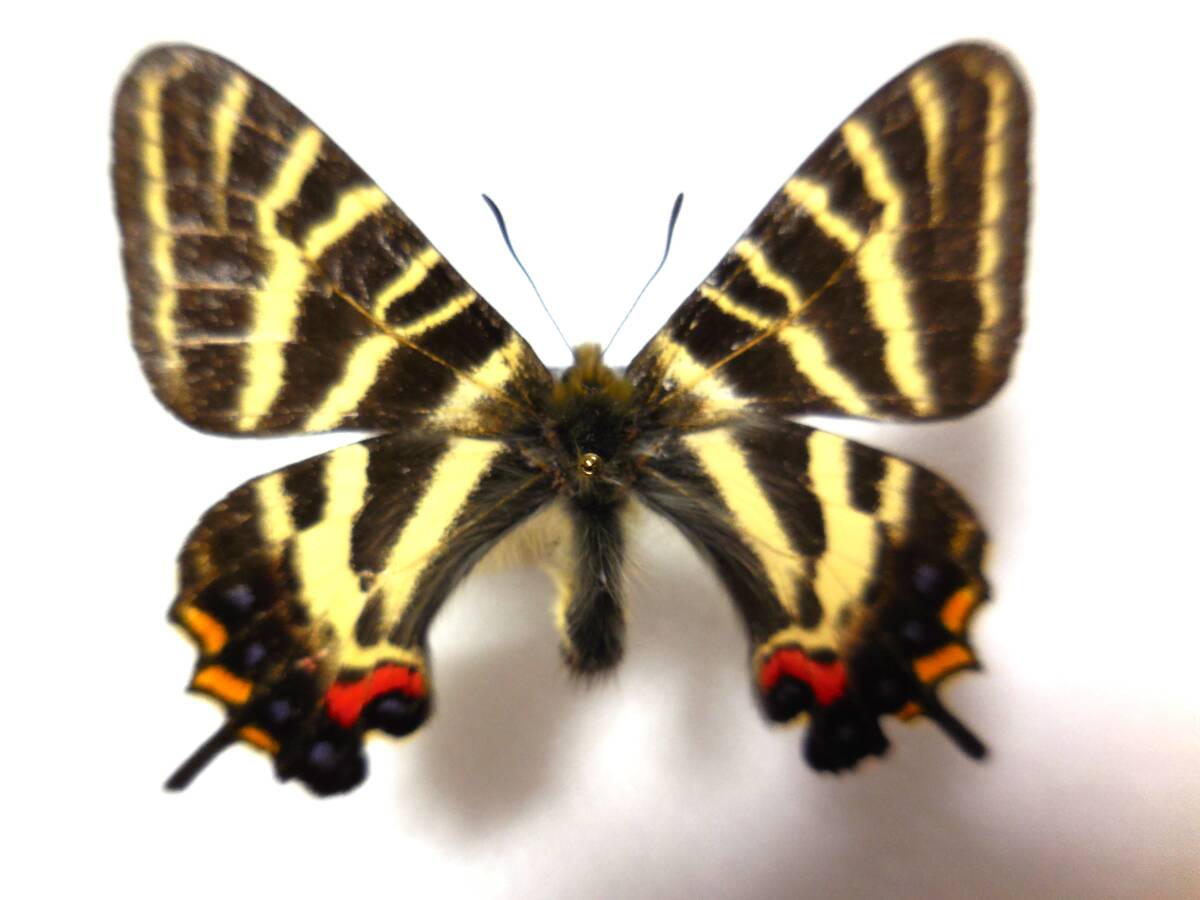 Yahoo!オークション -「ギフチョウ」(その他) (虫類)の落札相場