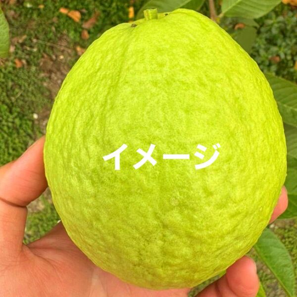 ☆★激ウマ★☆ キンググアバ 接木苗 1本 送料込み