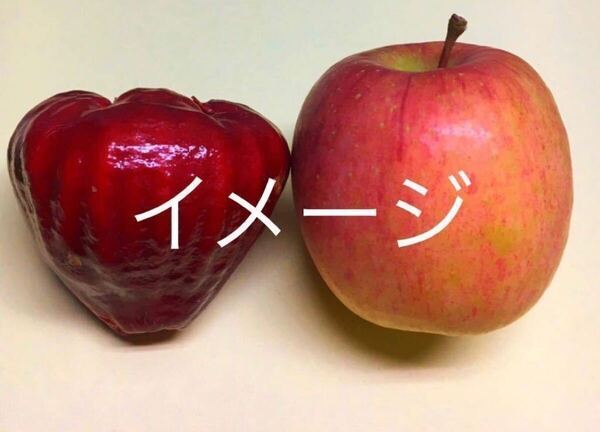 ☆★SALE★☆ 新黒真珠レンブ 苗木 取木 1本 送料込み