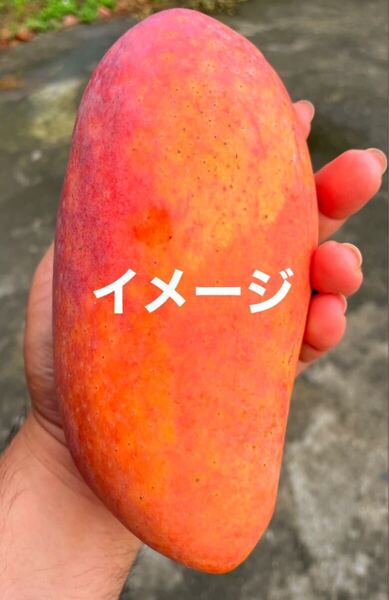 ☆★激ウマ★☆ 紅象牙 マンゴー苗木 接木苗 1本 送料込み 超激レア!!!