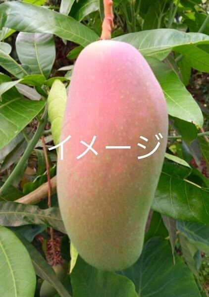 ☆★SALE★☆ 紅西施マンゴー 接木苗 1本 送料込み 希少