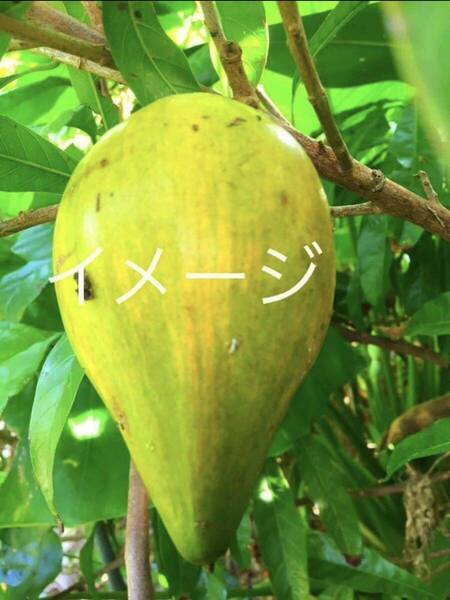 ☆★SALE★☆ キングカニステル 苗木 接木苗 1本 送料込み 希少