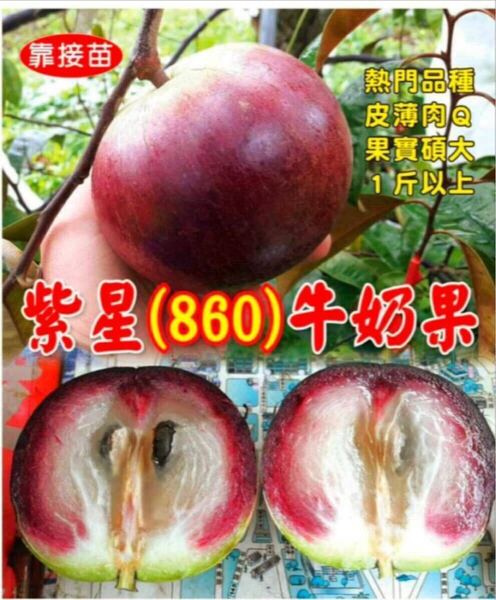 ☆★SALE★☆ 紫龍(紫星)860 ミルクフルーツ苗木 接木苗 1本 送料込み 希少