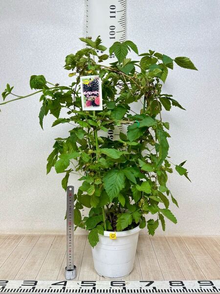 【1.ボイセンベリー 実付き 8号 鉢下約90cm 現品 送料無料】