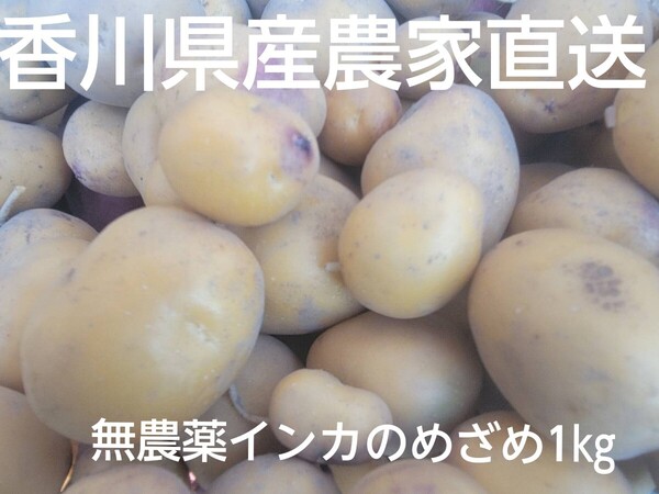 新じゃが インカのめざめ 1kg 無農薬 農家直送 香川県産