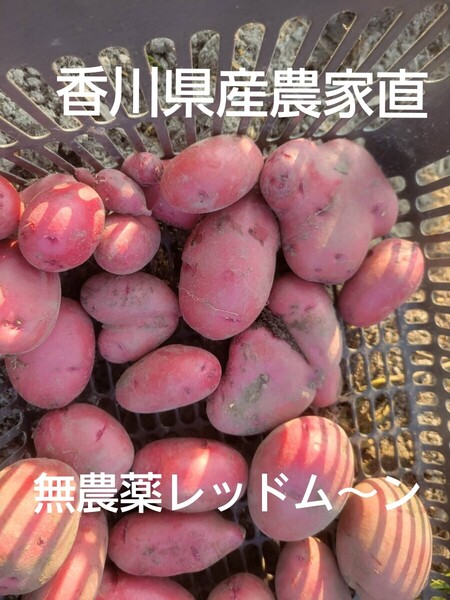 新じゃが レッドムーン 1kg 無農薬 農家直送 香川県産