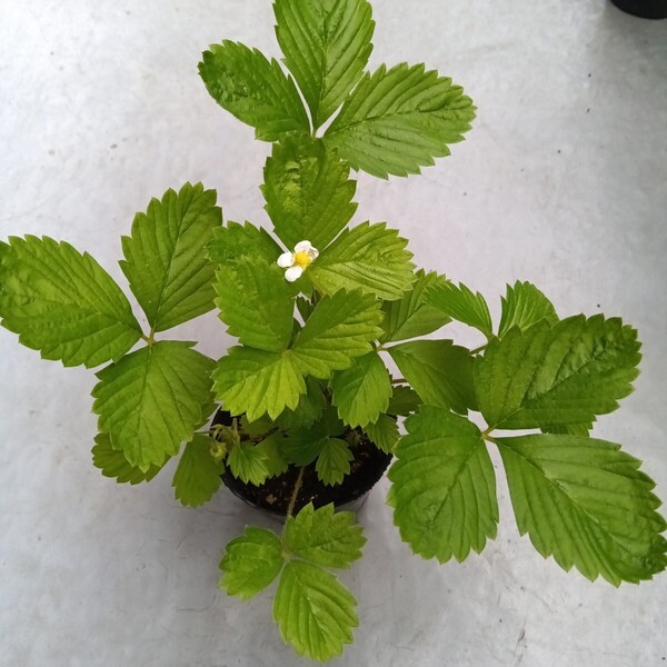 ワイルドストロベリー苗 7.5センチポット×8株 白花 赤実 宅急便送料込み グランドカバー 寄せ植え いちご ハーブ 幸運