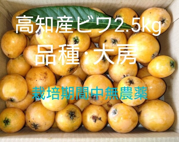 高知産びわ 2.5kg 【品種: 大房】栽培期間中無農薬
