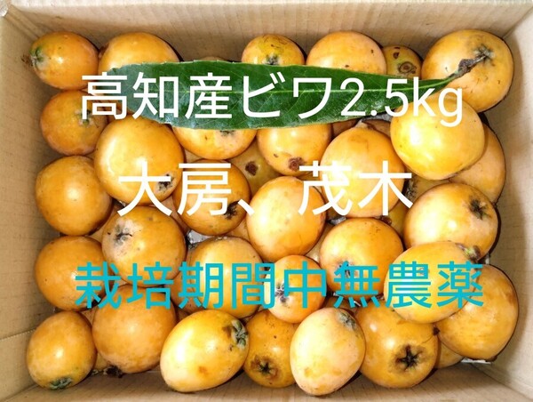 高知産びわ 2.5kg 【品種: 大房、茂木】栽培期間中無農薬