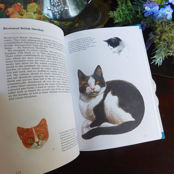 +..。*゜+ 英国の猫の図鑑 イラスト豊富 ヴィンテージ本 動物図鑑 洋書 アンティーク イギリス 画像豊富 ディスプレイ ハチワレ