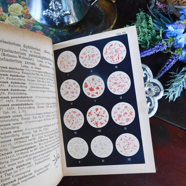 +..。*゜+1919年 珍しい細菌学の古書 ドイツ アンティークブック ヴィンテージ本 洋書 古書 生物 英国 ディスプレイ