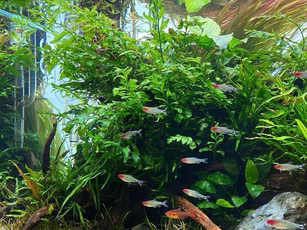送料無料!大株!ボルビティス ヒュディロティ 水中葉 無農薬 水草 活着 2株 (白)