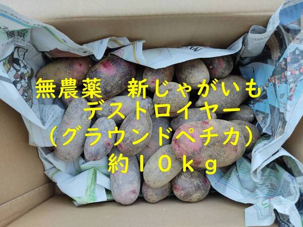 無農薬 新じゃがいも デストロイヤー グランドペチカ 約5kg