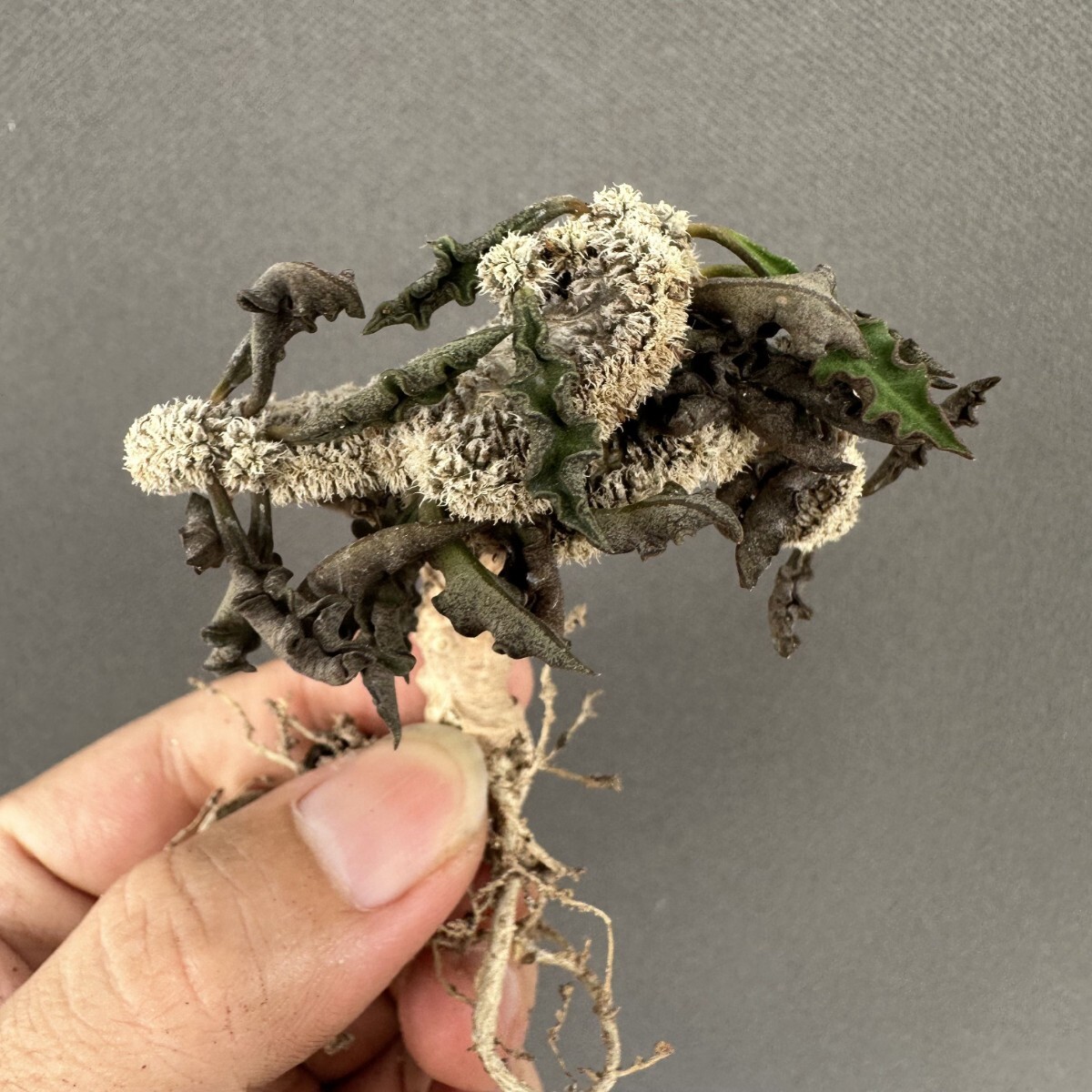 1749ユーフォルビア レイモンド デカリー ちび花キリン 綴化 実生株 isla del pescado - Euphorbia decaryi-ちび花キリン