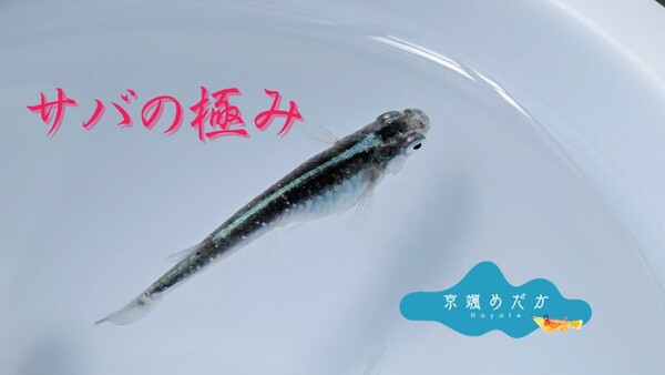 【京颯めだか】サバの極みめだか有精卵50個