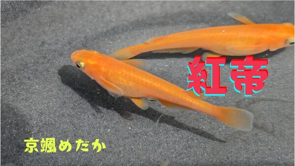 【京颯めだか】紅帝めだか有精卵30個