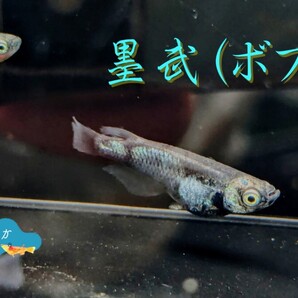 【京颯めだか】墨武(ボブ)めだか有精卵30個