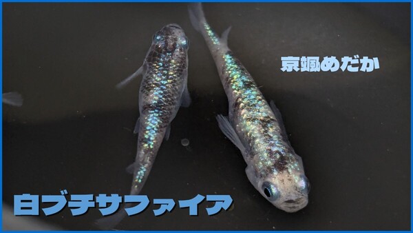 【京颯めだか】白斑サファイアめだか有精卵30個