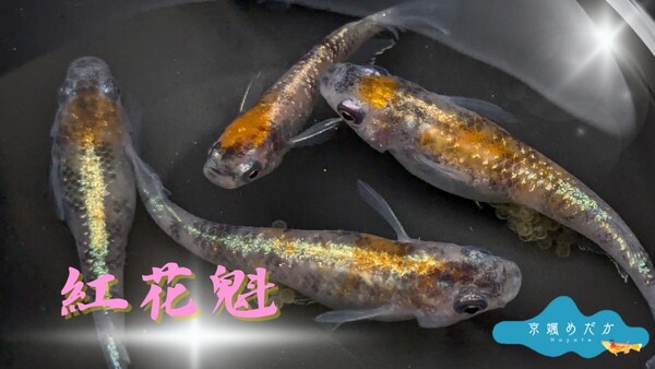 【京颯めだか】紅花魁めだか有精卵30個