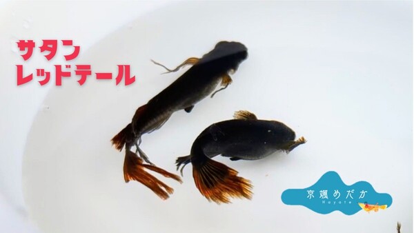 【京颯めだか】サタンレッドテールめだか有精卵30個