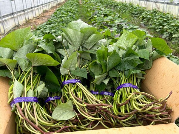 安納芋苗120本 さつまいもの苗 切り苗