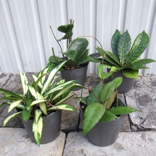 4株『ホヤ 4種*Hoya caudata/kentiana variegata/krohniana splash/callistophylla』3号×4
