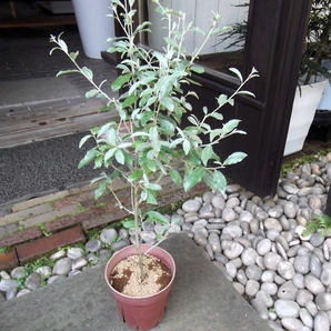 『ロシアンオリーブ*Elaeagnus angustifolia』5号 ヤナギバグミ、ホソグミ