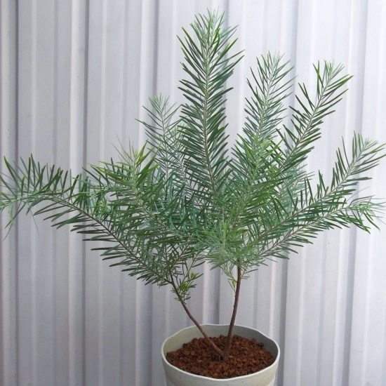 『アカシア・スノーウィーリバー*Acacia boormanii』4.5号
