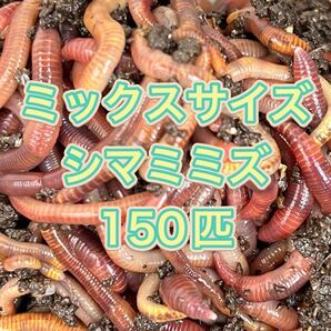 シマミミズ ミックスサイズ 150匹(管理番号2)