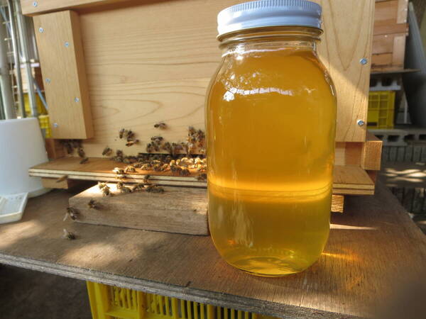西洋蜜蜂はちみつ【内容量1瓶1.2kg】自家養蜂「国産・純粋・百花蜜(菜の花)」