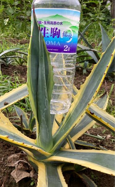 アガベ アメリカーナ 斑入り 錦 多肉植物 agave Agave 球茎部太め株 地植株 龍舌蘭 リュウゼツラン 農園直送 アオノリュウゼツラン 手前2