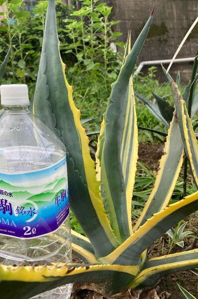 アガベ アメリカーナ 斑入り 錦 多肉植物 agave Agave 球茎部太め株 地植株 龍舌蘭 リュウゼツラン 農園直送 アオノリュウゼツラン 手前4