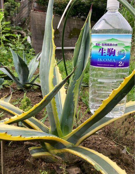 アガベ アメリカーナ 斑入り 錦 多肉植物 agave Agave 球茎部太め株 地植株 龍舌蘭 リュウゼツラン 農園直送 アオノリュウゼツラン 手前1