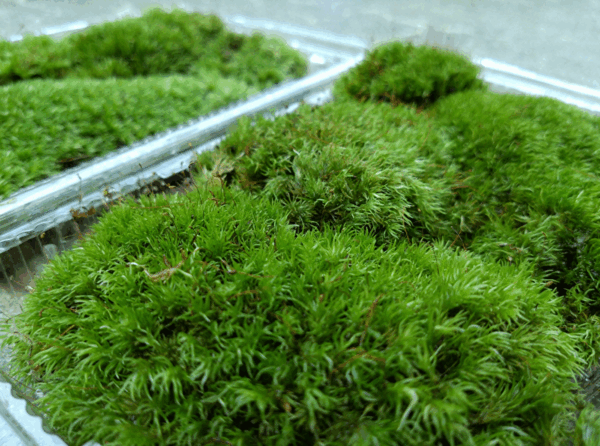 【天然 山苔 】3パック ホソバオキナゴケ 盆栽 苔玉 アクアリウム テラリウム no44