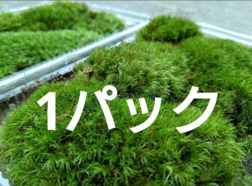 【天然 山苔 】1パック ホソバオキナゴケ 盆栽 苔玉 アクアリウム テラリウム ヤマゴケ 苔