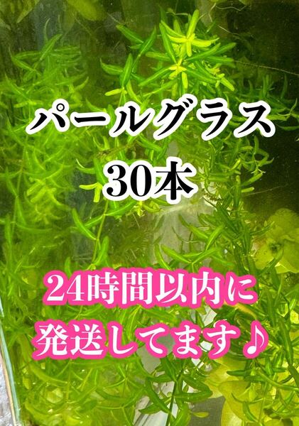 パールグラス30本とアナカリス2m以上のセット 水上葉 簡単で強い 無農薬 水草