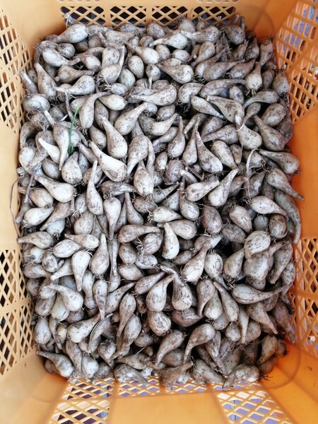らっきょう厚木市飯山産850g土付き茎根付き 大中サイズ ネコポス