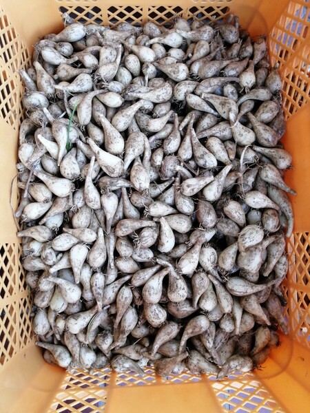 らっきょう厚木市飯山産850g土付き茎根付き 中小サイズ ネコポス