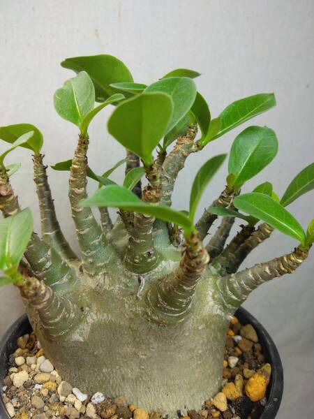 送料込【ドワーフ多頭太め23cm】アデニウム ドワーフ adenium dwarf arabicum セラアート4号ロングごとおてがる宅急便発送 BH144