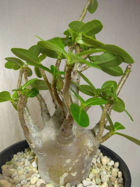 送料込【ドワーフ多頭】アデニウム ドワーフ adenium dwarf arabicum セラアート4号ロングごとおてがる宅急便発送 BH151