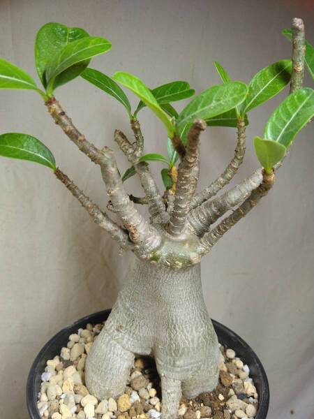 送料込【ドワーフ多頭】アデニウム ドワーフ adenium dwarf arabicum セラアート4号ロングごとおてがる宅急便発送 BH153